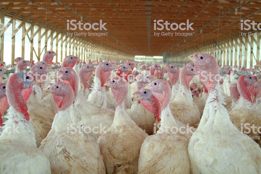 a group of young turkeys on a farm, with blurry background